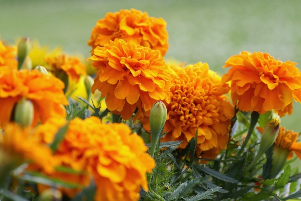 Marigold Flower