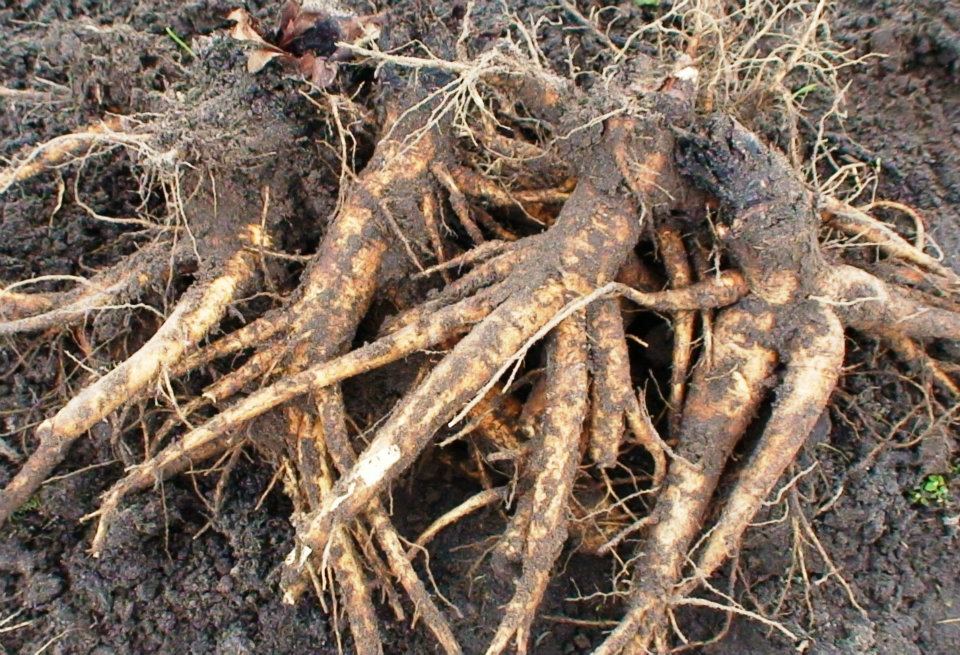 Rhubarb Roots